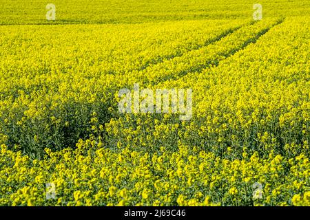 Landschaft mit Rapsfeldern bei Gewissenruh, Wesertal, Weserbergland, Hessen, Deutschland Stockfoto