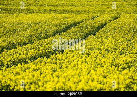 Landschaft mit Rapsfeldern bei Gewissenruh, Wesertal, Weserbergland, Hessen, Deutschland Stockfoto