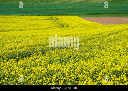 Landschaft mit Rapsfeldern bei Gewissenruh, Wesertal, Weserbergland, Hessen, Deutschland Stockfoto