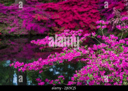 Noch Teich und Azaleen in voller Blüte in Isabella Plantation, Richmond Park, London, England, Großbritannien Stockfoto