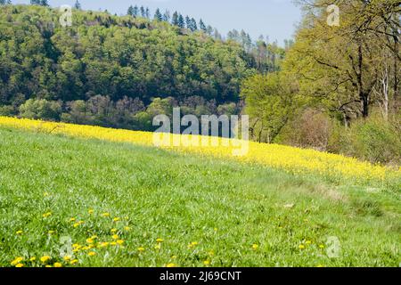 Landschaft mit Rapsfeldern bei Gewissenruh, Wesertal, Weserbergland, Hessen, Deutschland Stockfoto