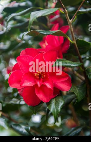 Camellia japonica „Lady Vansittart“ Rot Stockfoto