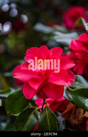 Camellia japonica „Lady Vansittart“ Rot Stockfoto