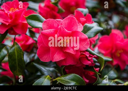 Camellia japonica „Lady Vansittart“ Rot Stockfoto