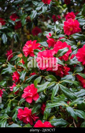 Camellia japonica „Lady Vansittart“ Rot Stockfoto