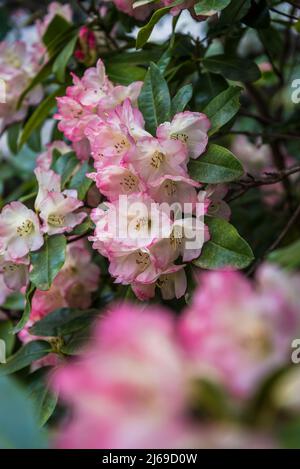 Rhododendron „Margaret Bean“ Stockfoto