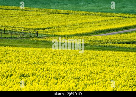 Landschaft mit Rapsfeldern bei Gewissenruh, Wesertal, Weserbergland, Hessen, Deutschland Stockfoto