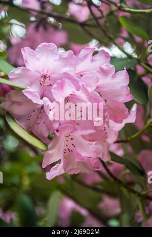 Rhododendron 'Robin Redbreast'-Gruppe Stockfoto