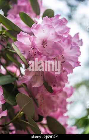 Rhododendron 'Robin Redbreast'-Gruppe Stockfoto