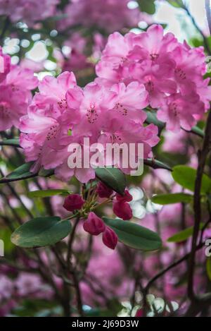 Rhododendron 'Robin Redbreast'-Gruppe Stockfoto