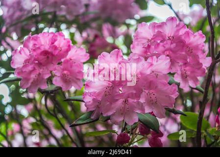 Rhododendron 'Robin Redbreast'-Gruppe Stockfoto