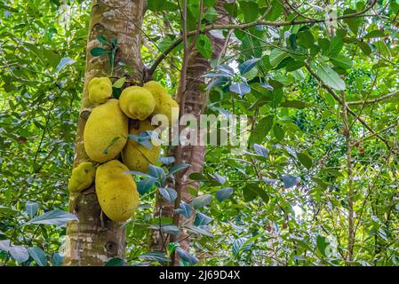 Eine Jackfrucht, jaca, die an einem Jackfruitbaum hängt. Art Artocarpus heterophyllus. Sansibar, Tansania Stockfoto