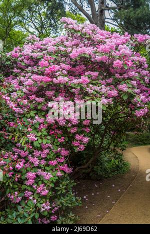 Rhododendron 'Robin Redbreast' in Isabella Plantation, Richmond Park, London, England, Großbritannien Stockfoto