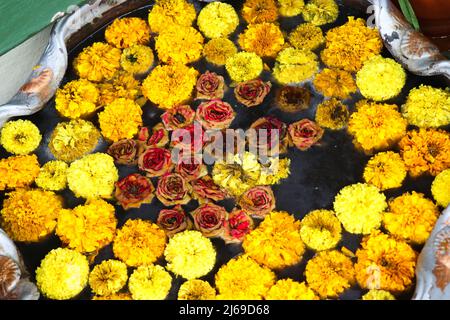 Wunderschöne Rosen und Ringelblumen in einem Zementwassertopf in einem heimischen Garten Stockfoto