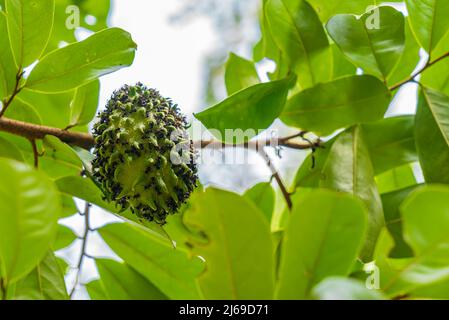 Nahaufnahme von Saursop, Guanabana, Graviola exotische Früchte hängen vom Baum und mit Ameisen bedeckt. Stockfoto