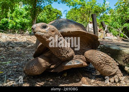 Aldabra Riesenschildkröte, Schildkröte in Sansibar, Tansania.