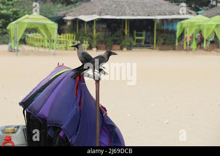 Krähen, die in Rettungswesten sitzen, stehen an einem sonnigen Tag am Strand Stockfoto