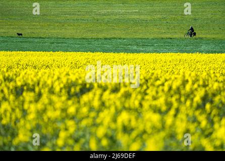 Radweg R1, bei Gewissenruh, Wesertal, Weserbergland, Hessen, Deutschland Stockfoto