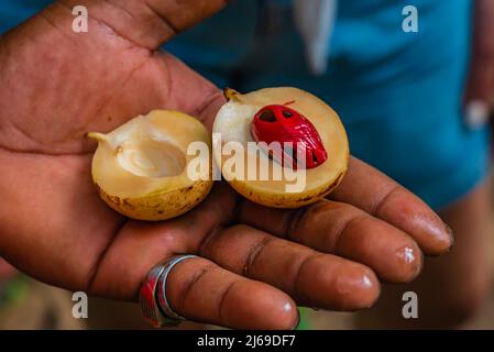 Geschälte Muskatnuss auf der Hand eines Bauern. Schnittansicht von reifen bunten roten Muskatnussfrüchten. Stockfoto
