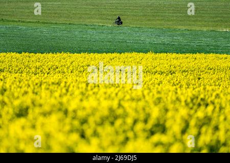 Radweg R1, bei Gewissenruh, Wesertal, Weserbergland, Hessen, Deutschland Stockfoto