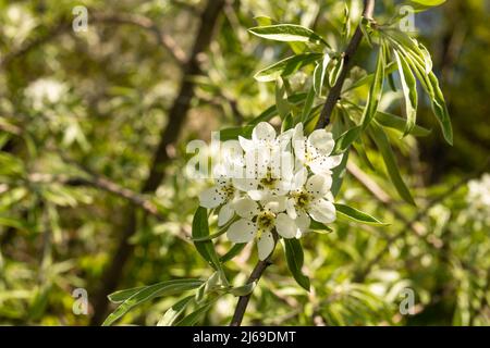 Blühende Weidenblättrige Birne, Pyrus salicifolia, ist eine Birnenart Stockfoto