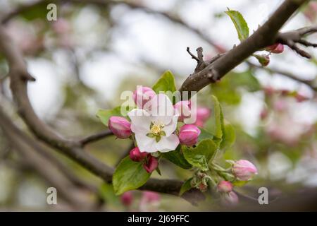 Viele schöne Blüten von Apfelbaum im Frühjahr Stockfoto