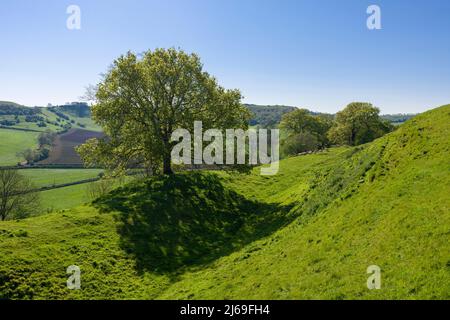Die Wälle von Cadbury Castle, einem Hügel aus Bronze- und Eisenzeit, der vor Ort als König Artus Camelot bekannt ist. South Cadbury, Somerset, England. Stockfoto