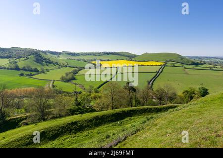 Die Wälle von Cadbury Castle, einem Hügel aus Bronze- und Eisenzeit, der vor Ort als König Artus Camelot bekannt ist. South Cadbury, Somerset, England. Stockfoto