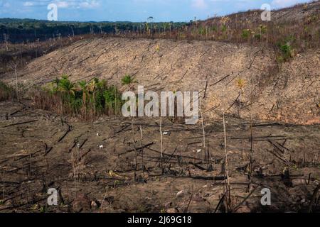 Amazonas-Regenwald illegale Abholzung. Rinderfarm verbrennen Waldbäume, um Weide in Amazonas, Brasilien zu öffnen. Landwirtschaft, Umwelt, Ökologie Konzept. Stockfoto