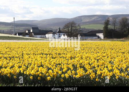 Fettercairn, Aberdeenshire, Schottland, Großbritannien. Das Feld der Narzissen wächst aus kommerziellen Gründen im Vordergrund mit der Fettercairn Distillery in der mittleren Distanz Stockfoto