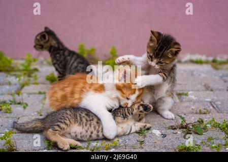 Eine Gruppe von vier kleinen Kätzchen spielt auf der Straße Stockfoto
