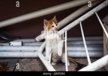 Schönes kleines rotes Kätzchen mit blauen Augen im Straßenhintergrund. Verspielte Katze. Stockfoto