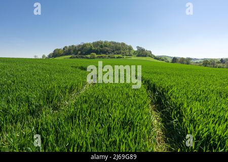 Cadbury Castle, ein Hügel aus Bronze- und Eisenzeit, der vor Ort als König Artus Camelot bekannt ist. South Cadbury, Somerset, England. Stockfoto