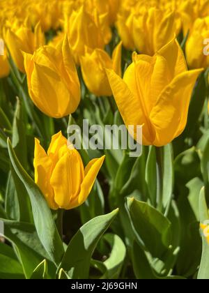 tulpenblüten, natürlichen Hintergrund oder Oberfläche mit schönen gelben Tulpenblüten im Garten an einem sonnigen Tag im Frühjahr. Schöne Blumenhintergrund Foto Stockfoto