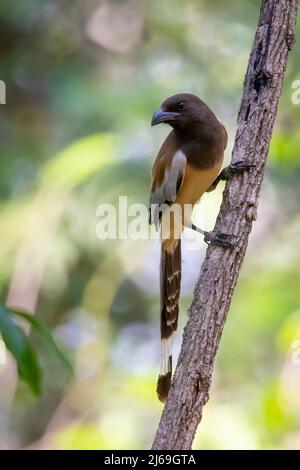 Bild von Rufous Treepie ( Dendrocitta vagabunda) auf dem Baumzweig auf Naturhintergrund. Vogel. Tiere. Stockfoto