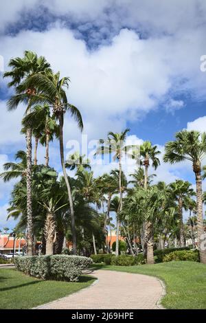 ORANJESTAD, ARUBA - 14. DEZEMBER 2020: Von Palmen gesäumter Pfad im Queen Wilhelmina Park im Stadtzentrum von Oranjestad auf Aruba Stockfoto