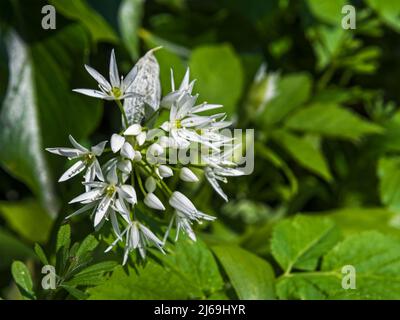 Bärlauch, Allium ursinum, blühend in Northumberland, UK mit Kopie sace Stockfoto