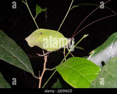 Grünes Blatt imitiert Katydid (Familie Tettigoniidae), isoliert auf einem natürlichen dunklen Hintergrund aus dem Dschungel von Belize, Mittelamerika