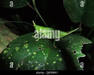 Katydid (Familie Tettigoniidae) isoliert auf einem natürlichen dunklen Blatthintergrund aus dem Dschungel von Belize, Mittelamerika