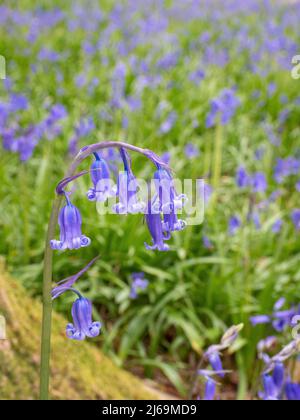 Bluebells Endymion non-scriptus in einem Somerset bluebell Holz im Frühjahr Stockfoto