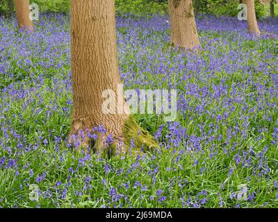 Bluebells Endymion Non-Scriptus-Teppich auf einem Waldboden in Somerset UK im Frühjahr Stockfoto