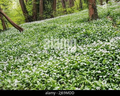 Wilder Knoblauch oder Ramsoms Allium ursinum wächst in steilen Wäldern am Paradise Bottom in Leigh Woods Somerset im April Stockfoto