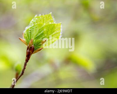 Bukenknospen Fagus sylvatica, die ihre haarigen Leavesim Frühling in einem Somerset-Wald in Großbritannien entfalten Stockfoto