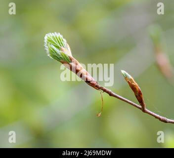 Bukenknospen Fagus sylvatica, die ihre haarigen Blätter im Frühjahr in einem Somerset-Wald in Großbritannien ausrollen Stockfoto