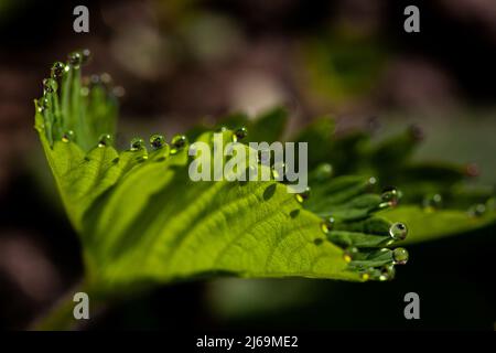 Im Morgenlicht tropft der Tau auf den Rand eines Erdbeerblattes Stockfoto