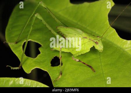 Katydid (Familie Tettigoniidae) Nymphe imitiert ein grünes Blatt, das auf einem natürlichen dunklen Hintergrund aus dem Dschungel von Belize, Mittelamerika, isoliert ist