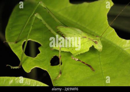 Katydid (Familie Tettigoniidae) Nymphe imitiert ein grünes Blatt, das auf einem natürlichen dunklen Hintergrund aus dem Dschungel von Belize, Mittelamerika, isoliert ist Stockfoto