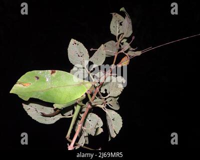 Blatmimimimike Katydid (Familie Tettigoniidae) isoliert auf einem natürlichen dunklen Hintergrund aus dem Dschungel von Belize, Mittelamerika