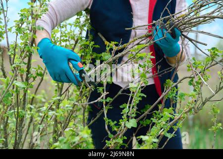 Nahaufnahme der Hände des Gärtners in Handschuhen beim Frühjahrsschnitt des schwarzen Johannisbeerbusches Stockfoto