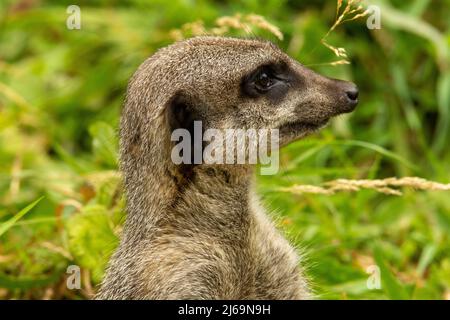 Profilkopf eines schlanken Schwanzmeerkaten (Suricata suricatta) isoliert auf einem natürlichen Hintergrund Stockfoto